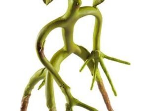 Nob5006 Fantastic Beasts Bendable Figure Bowtruckle 18 Cm
